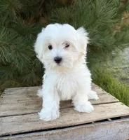 Fritz, a male Maltese for sale in Middlebury, IN – 4 of 5