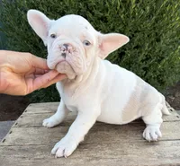 Dallas, a male French Bulldog for sale in Middlebury, IN – 2 of 3