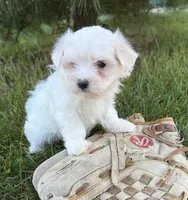 Gus, a male Maltese for sale in Middlebury, IN – 3 of 5