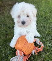 Gina, a female Maltese for sale in Middlebury, IN – 2 of 4