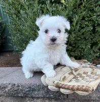 Eddie, a male Maltese for sale in Middlebury, IN – 3 of 4