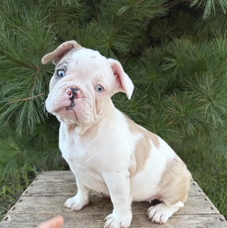 Dina – French Bulldog puppy for sale in Middlebury, IN