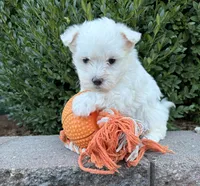 Enzo, a male Maltese for sale in Middlebury, IN – 4 of 4