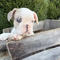 Dina, a female French Bulldog for sale in Middlebury, IN – 3 of 5