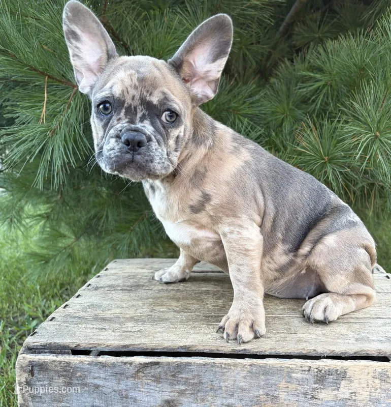 Dixie – French Bulldog puppy for sale in Middlebury, IN