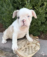 Dina, a female French Bulldog for sale in Middlebury, IN – 5 of 5