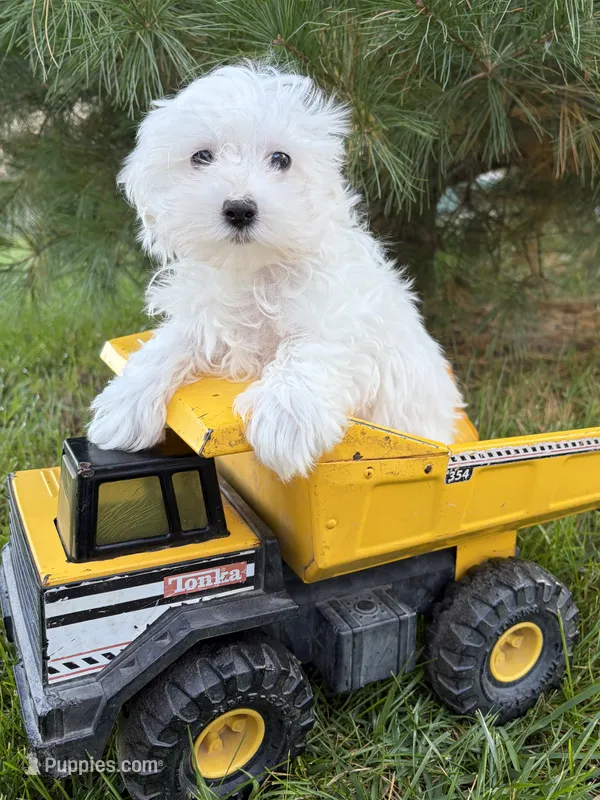 Flynn – Maltese puppy for sale in Middlebury, IN