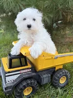 Flynn, a male Maltese for sale in Middlebury, IN – 1 of 4