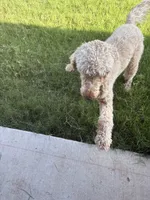Luna, a female Goldendoodle for sale in Rockwall, TX – 3 of 3