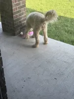 Luna, a female Goldendoodle for sale in Rockwall, TX – 2 of 3