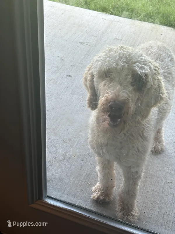 Luna – Goldendoodle puppy for sale in Rockwall, TX