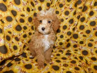 Maggie's boy 2, a male Poodle - Toy  for sale in Carleton, MI – 2 of 4