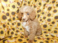 Maggie's girl 2, a female Poodle - Toy  for sale in Carleton, MI – 3 of 4