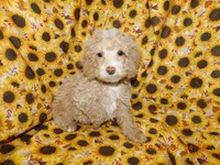 Maggie's boy 1, a male Poodle - Miniature  for sale in Carleton, MI – 3 of 4