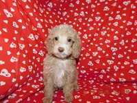 Maggie's boy 1, a male Poodle - Miniature  for sale in Carleton, MI – 2 of 4