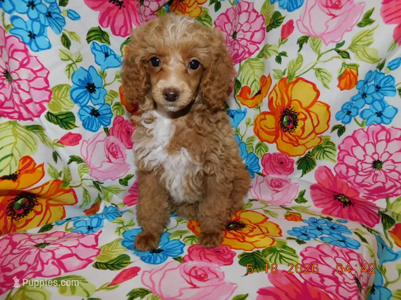 Maggie's girl 2 – Poodle - Toy  puppy for sale in Carleton, MI