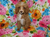 Maggie's girl 2, a female Poodle - Toy  for sale in Carleton, MI – 1 of 4