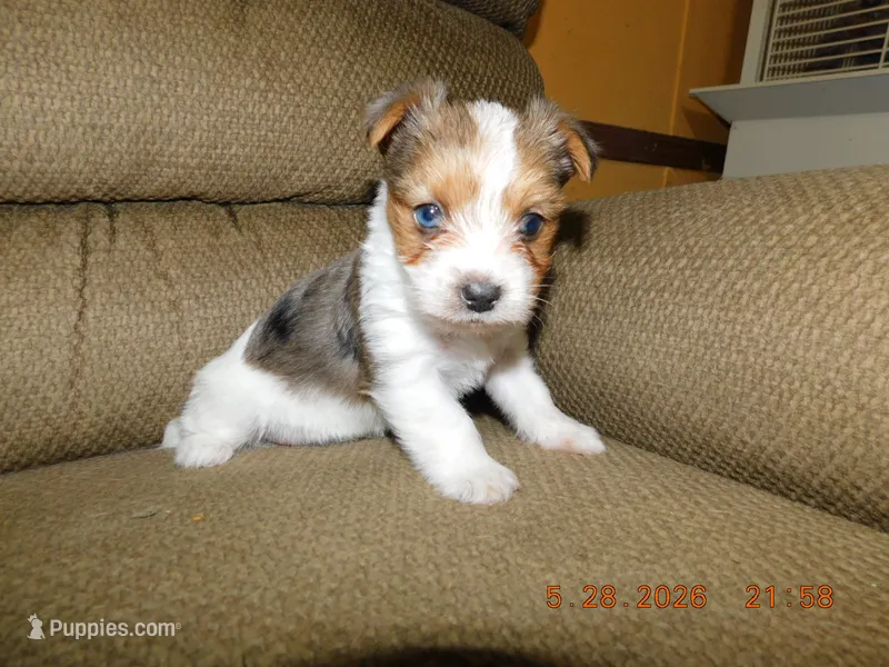 Daisy's Girl – Yorkshire Terrier puppy for sale in Carleton, MI
