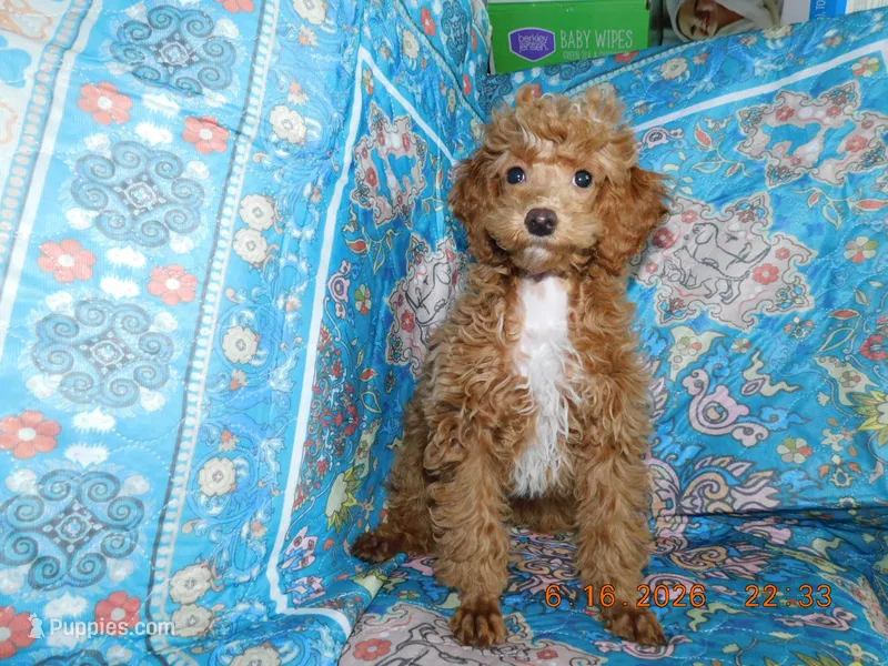 Maggie's boy 3 – Poodle - Toy  puppy for sale in Carleton, MI