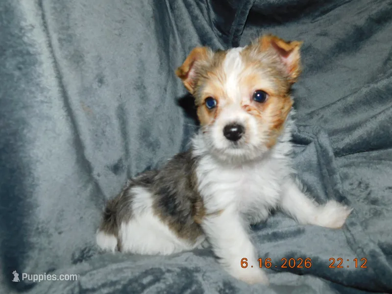 Daisy's Girl – Yorkshire Terrier puppy for sale in Carleton, MI