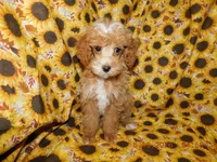 Maggie's boy 2, a male Poodle - Toy  for sale in Carleton, MI – 4 of 4