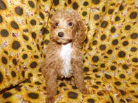 Maggie's boy 3, a male Poodle - Toy  for sale in Carleton, MI – 3 of 4