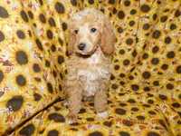 Maggie's girl 1, a female Poodle - Miniature  for sale in Carleton, MI – 4 of 5