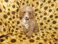 Maggie's girl 2, a female Poodle - Toy  for sale in Carleton, MI – 4 of 4