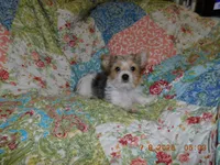Daisy's Girl, a female Yorkshire Terrier for sale in Carleton, MI – 5 of 5