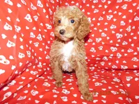 Maggie's boy 3, a male Poodle - Toy  for sale in Carleton, MI – 2 of 4