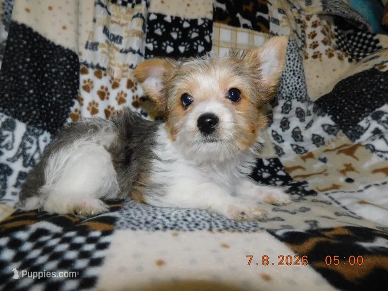 Daisy's Girl – Yorkshire Terrier puppy for sale in Carleton, MI