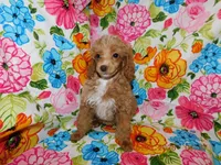 Maggie's girl 2, a female Poodle - Toy  for sale in Carleton, MI – 2 of 4