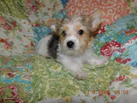 Daisy's Girl, a female Yorkshire Terrier for sale in Carleton, MI – 3 of 5