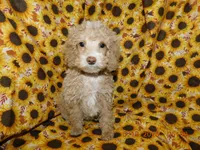 Maggie's boy 1, a male Poodle - Miniature  for sale in Carleton, MI – 4 of 4