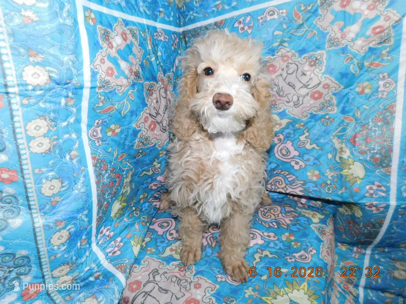 Maggie's boy 1 – Poodle - Miniature  puppy for sale in Carleton, MI