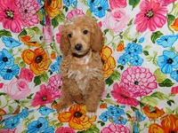Maggie's girl 1, a female Poodle - Miniature  for sale in Carleton, MI – 5 of 5