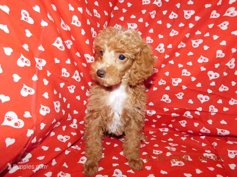 Maggie's boy 3 – Poodle - Toy  puppy for sale in Carleton, MI