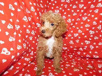Maggie's boy 3, a male Poodle - Toy  for sale in Carleton, MI – 1 of 4