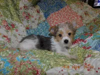 Daisy's Girl, a female Yorkshire Terrier for sale in Carleton, MI – 2 of 5