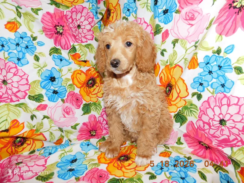 Maggie's girl 1 – Poodle - Miniature  puppy for sale in Carleton, MI