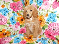 Maggie's girl 1, a female Poodle - Miniature  for sale in Carleton, MI – 1 of 5