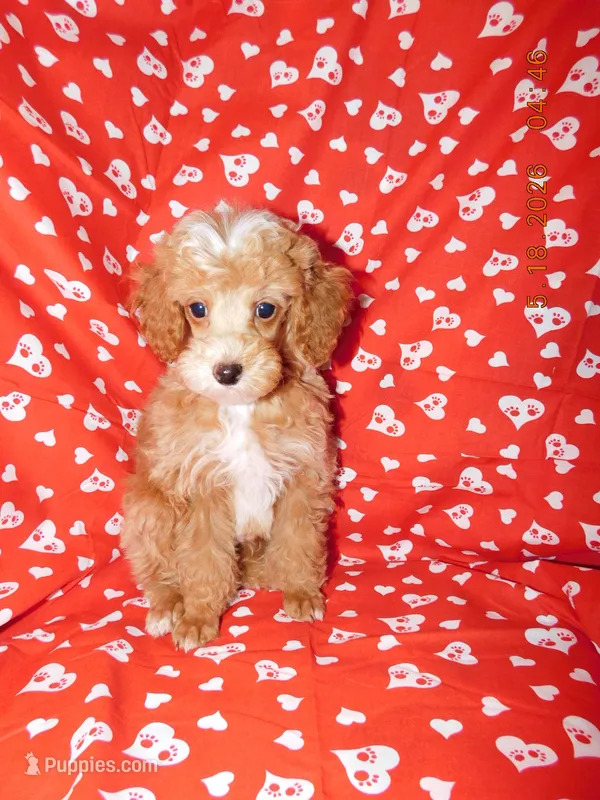 Maggie's boy 2 – Poodle - Toy  puppy for sale in Carleton, MI