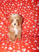 Maggie's boy 2, a male Poodle - Toy  for sale in Carleton, MI – 1 of 4