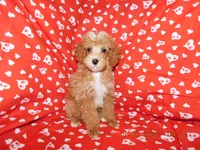 Maggie's boy 2, a male Poodle - Toy  for sale in Carleton, MI – 3 of 4