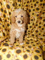 Maggie's girl 1, a female Poodle - Miniature  for sale in Carleton, MI – 2 of 5