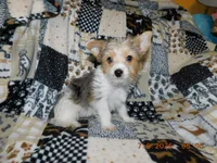 Daisy's Girl, a female Yorkshire Terrier for sale in Carleton, MI – 4 of 5