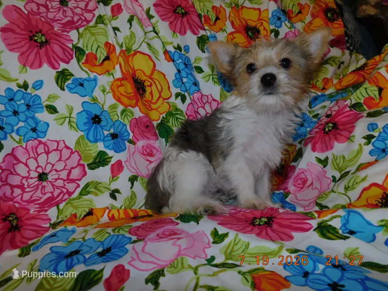 Daisy's Girl – Yorkshire Terrier puppy for sale in Carleton, MI