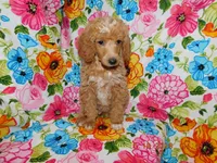 Maggie's girl 1, a female Poodle - Miniature  for sale in Carleton, MI – 3 of 5