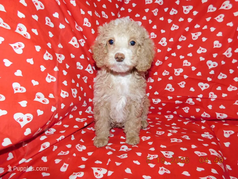 Maggie's boy 1 – Poodle - Miniature  puppy for sale in Carleton, MI