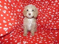 Maggie's boy 1, a male Poodle - Miniature  for sale in Carleton, MI – 1 of 4